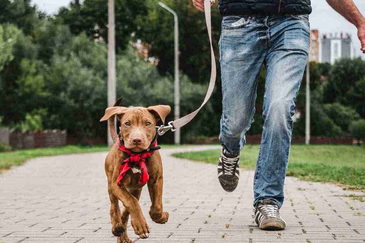 bocconi avvelenati conseguenze cane