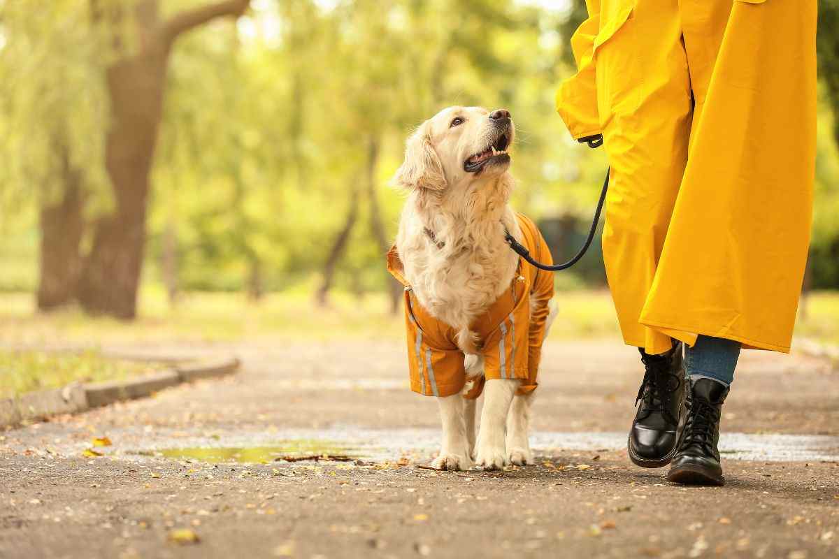 cane ti fissa mentre fa i bisognini