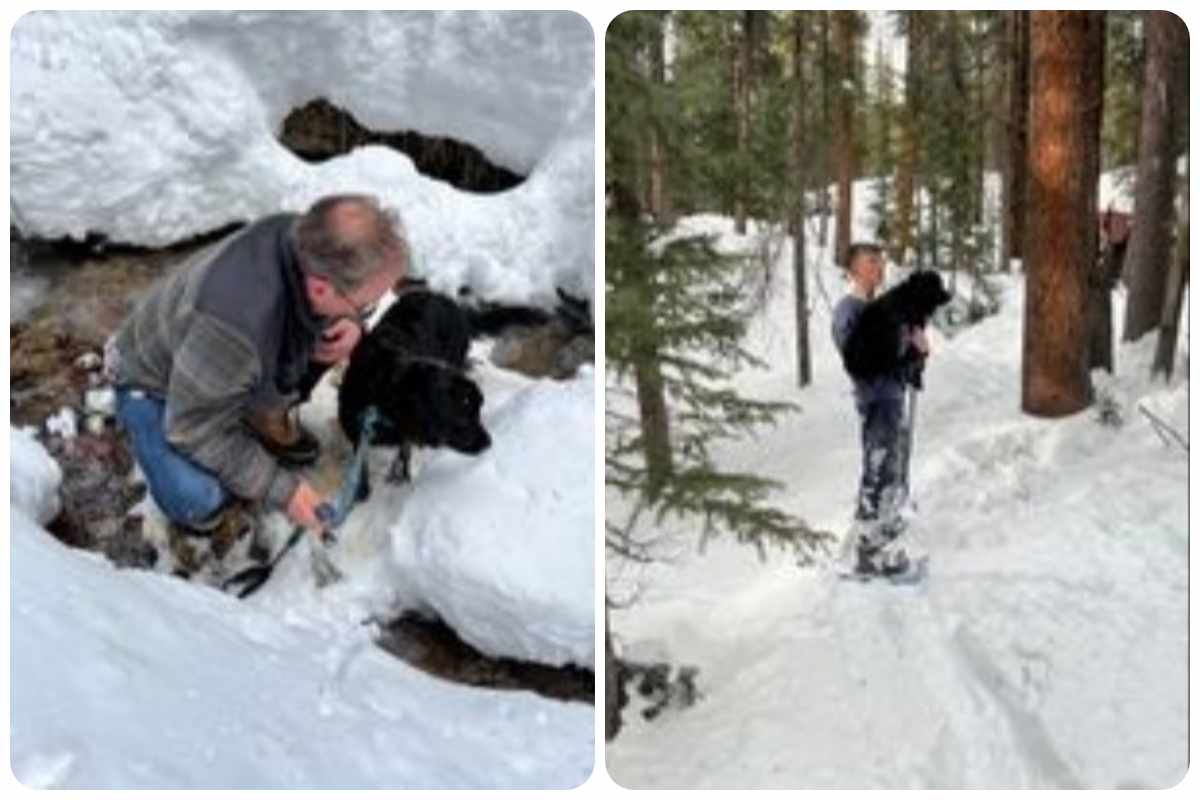 cagnolina intrappolata nella neve