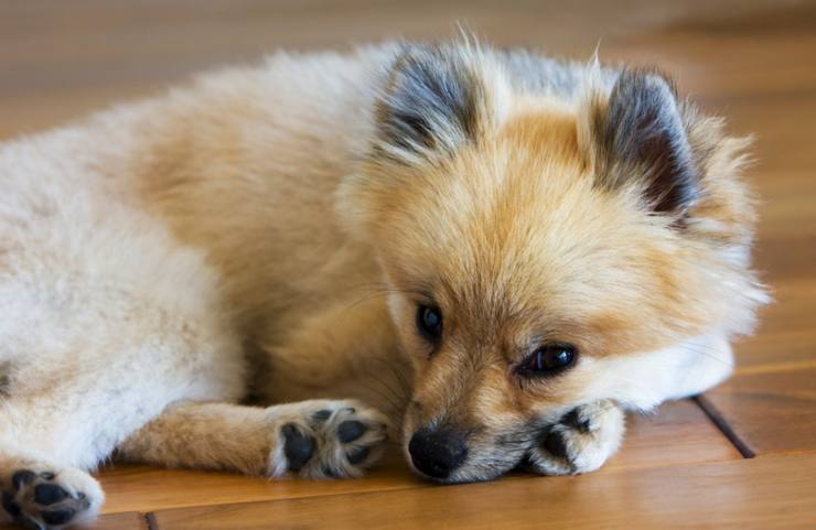 posizioni cane quando sta male