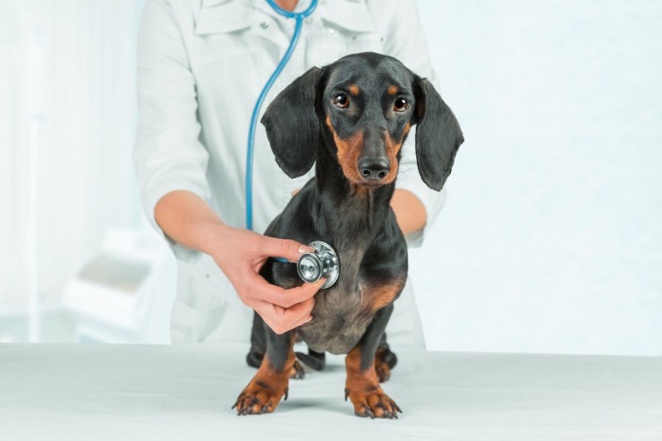 bonus spese veterinario