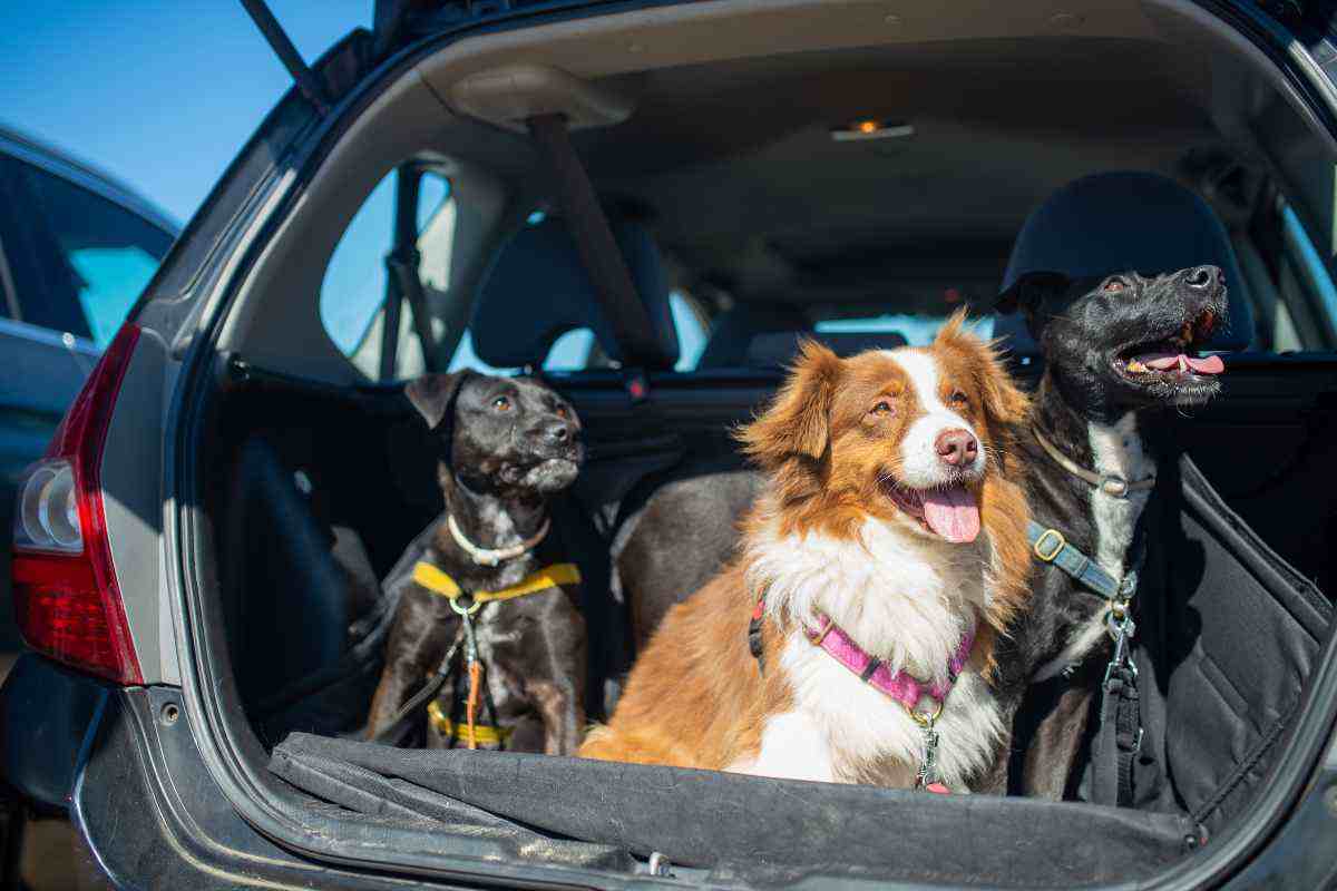  vacanza cani e gatti