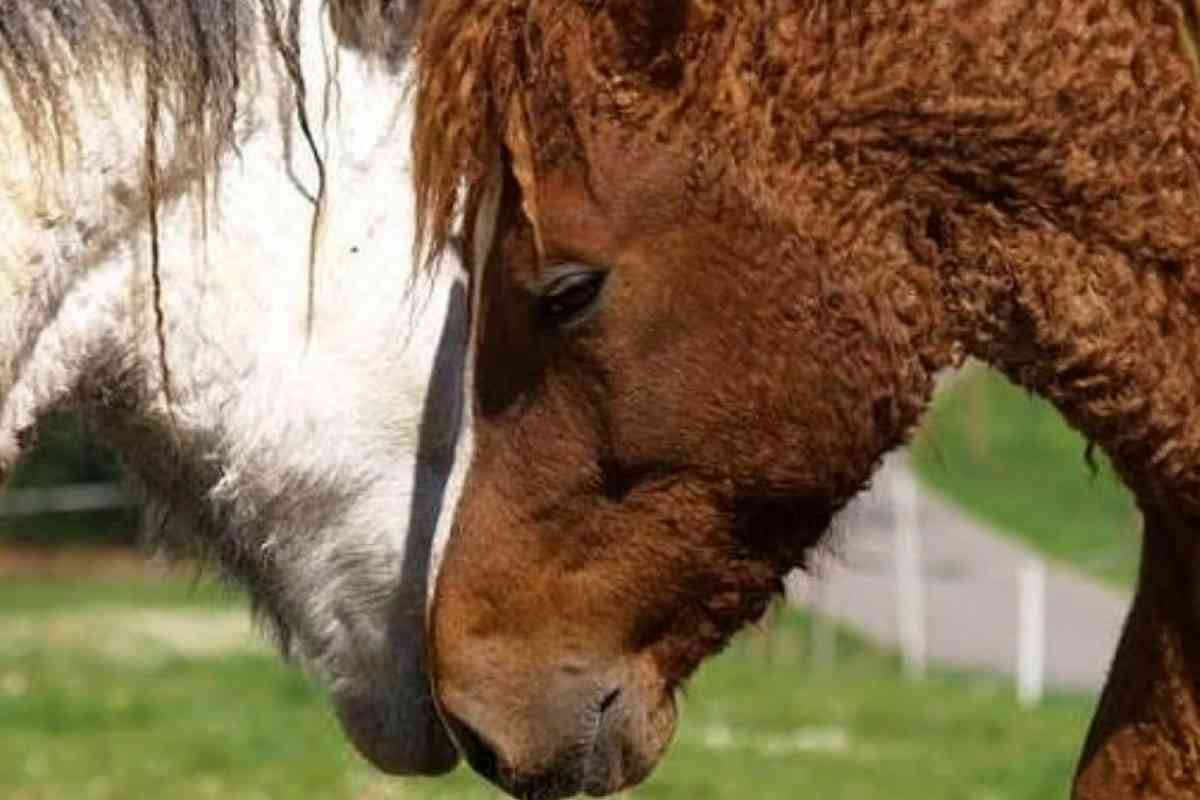  cavalli pelo riccio