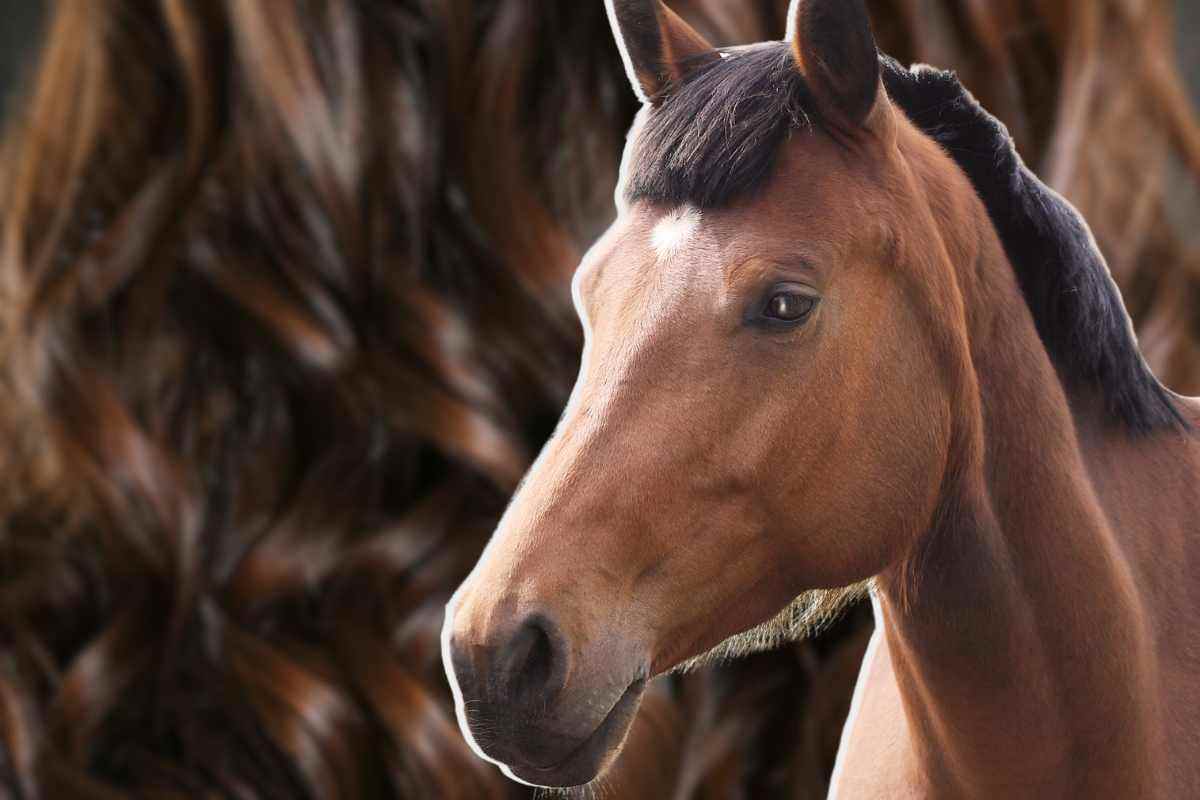 I cavalli possono avere i ricci