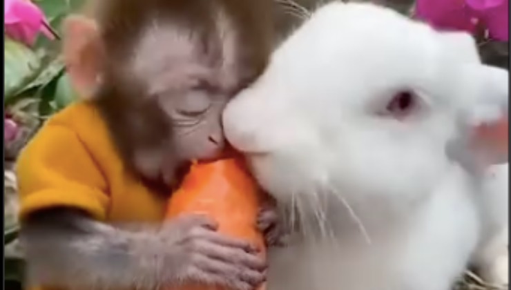 video virale scimmietta coniglietto