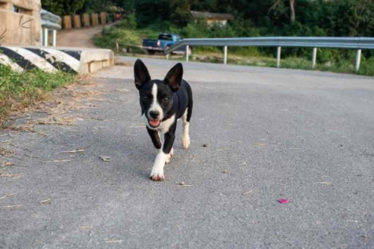 cucciolo abbandonato