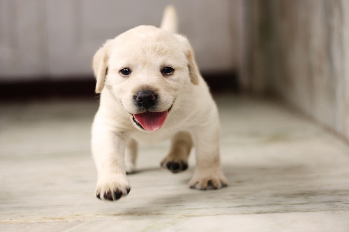 Cucciolo di Labrador tenerissimo