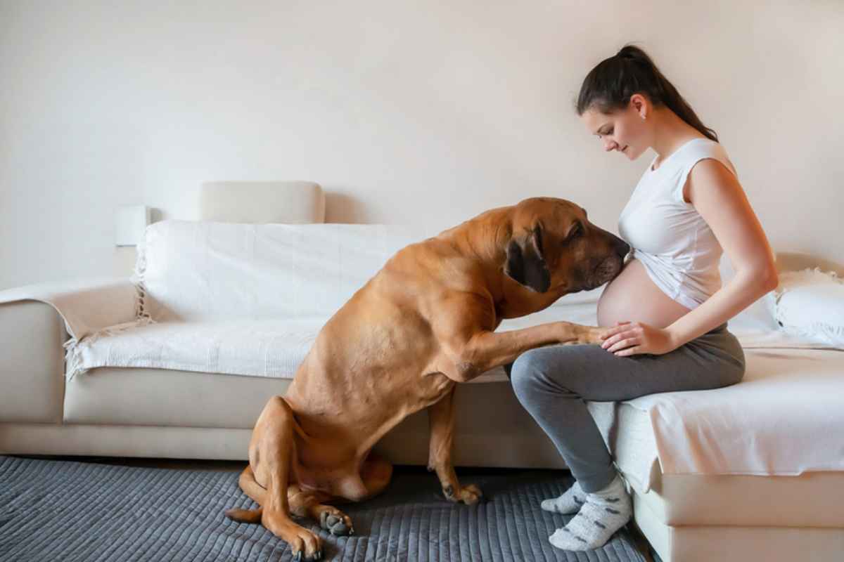 cani capiscono se una donna è incinta