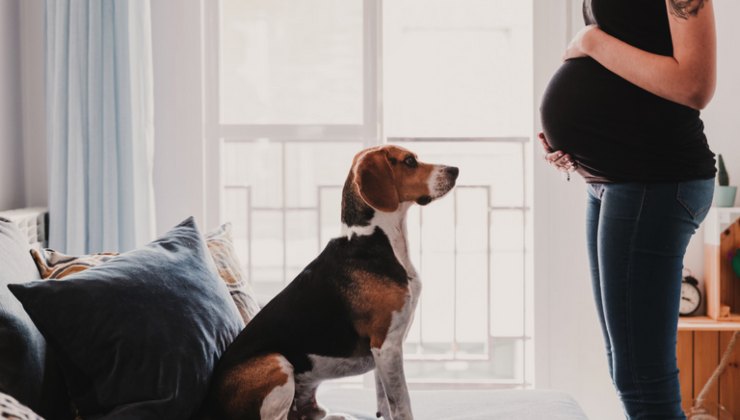 cani capiscono se sei incinta