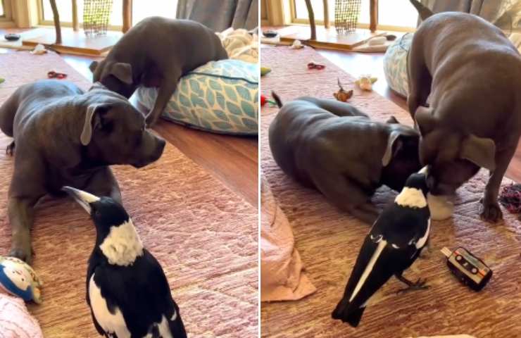 cane disturbato dall'uccello