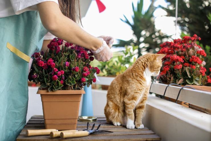 allontanare gatti da balcone