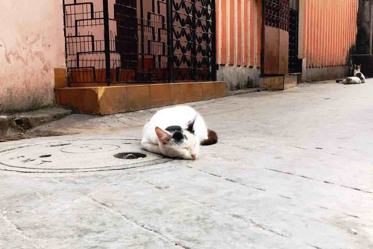 gatti balcone come allontanarli