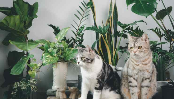 gatti piante tossiche