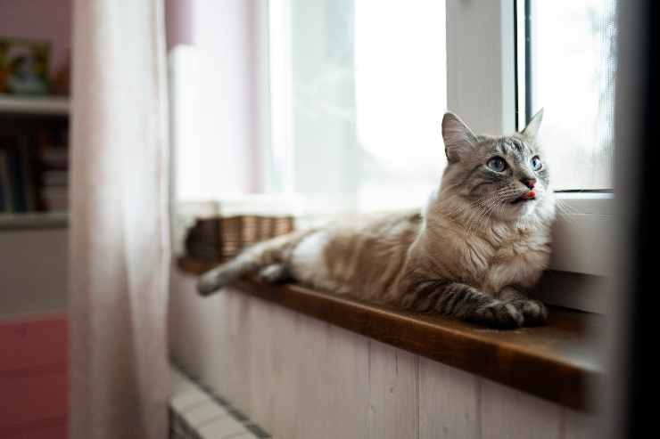  gatti soffrono l'abbandono