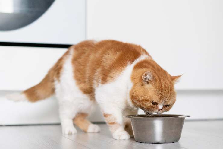 cibi che gatto può mangiare