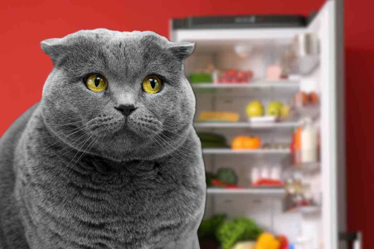 ridere gatto frigo paura grande