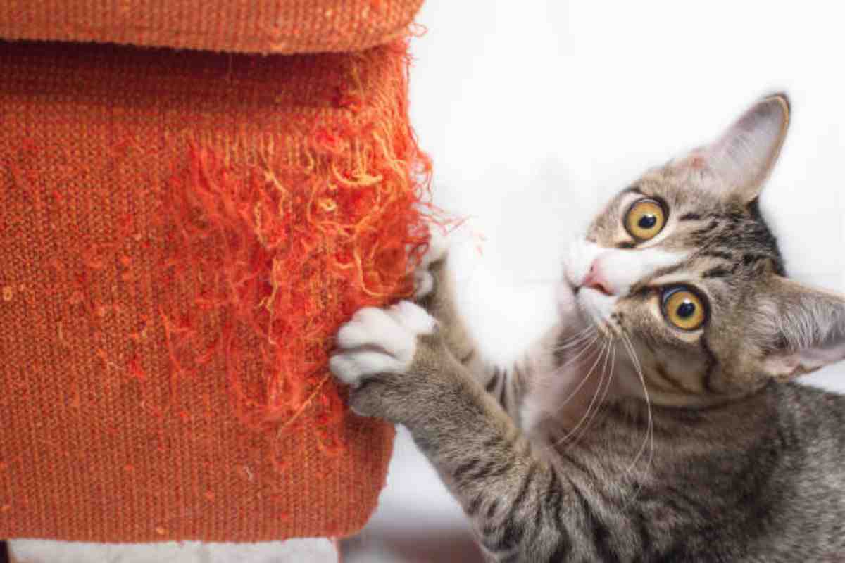 gatto gratta divano