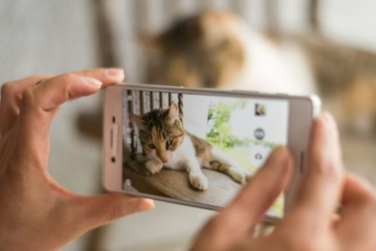 Se você mostrar esse filtro do Instagram para sua gata, a reação dela será engraçada