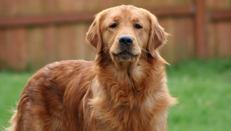 golden retriever padrone si addormenta