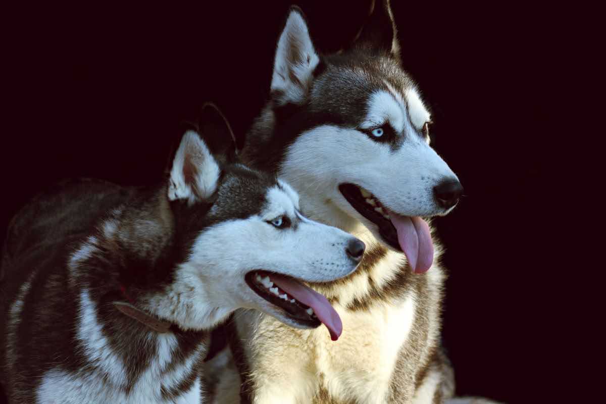 siberian husky video