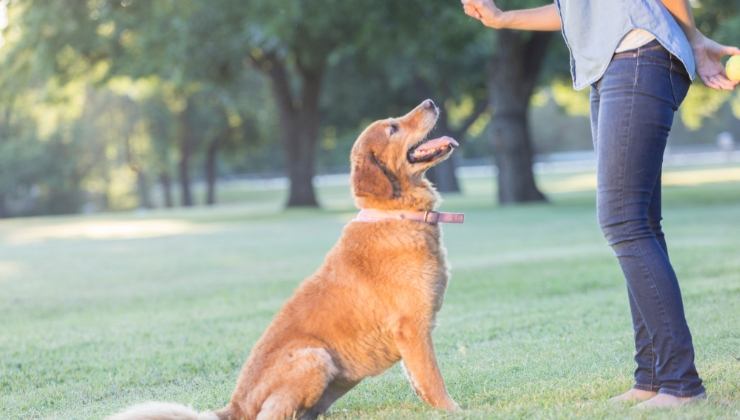 intelligenza artificiale cane