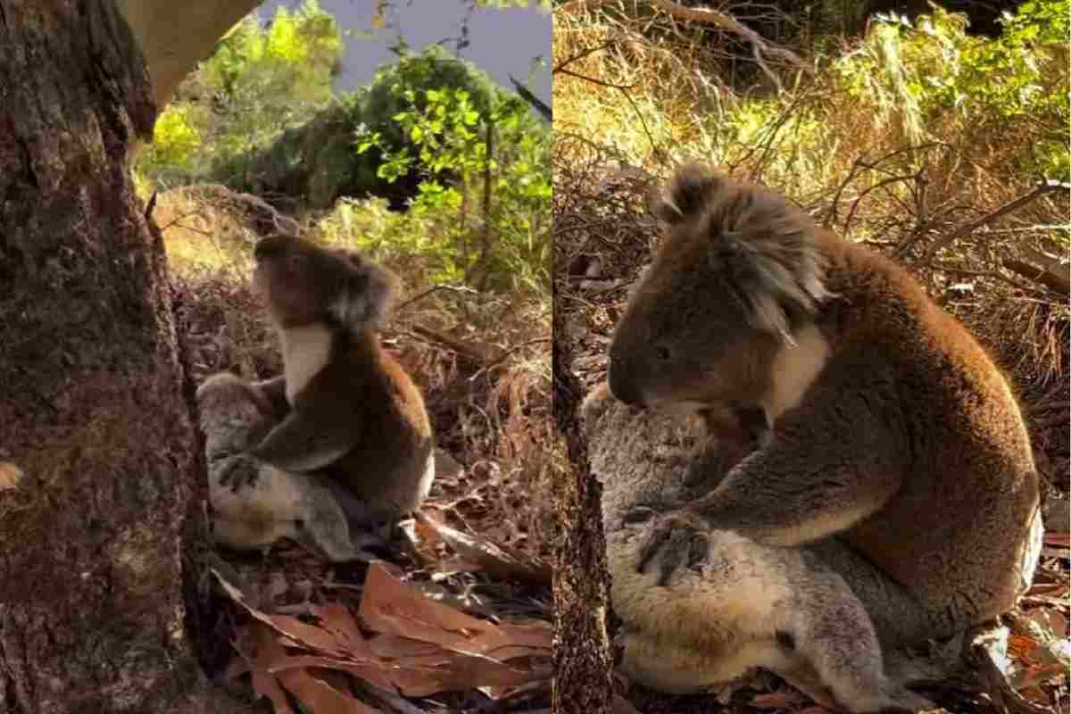 koala addio compagna