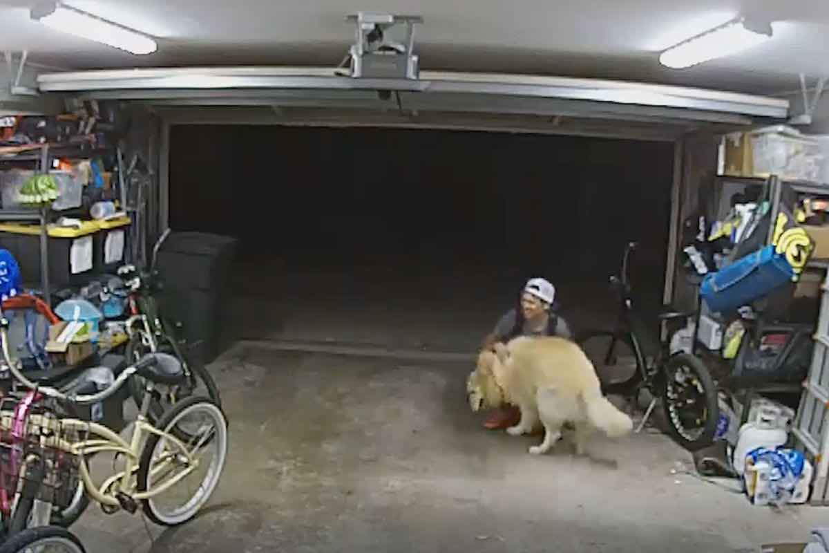 ladro in casa reazione cane