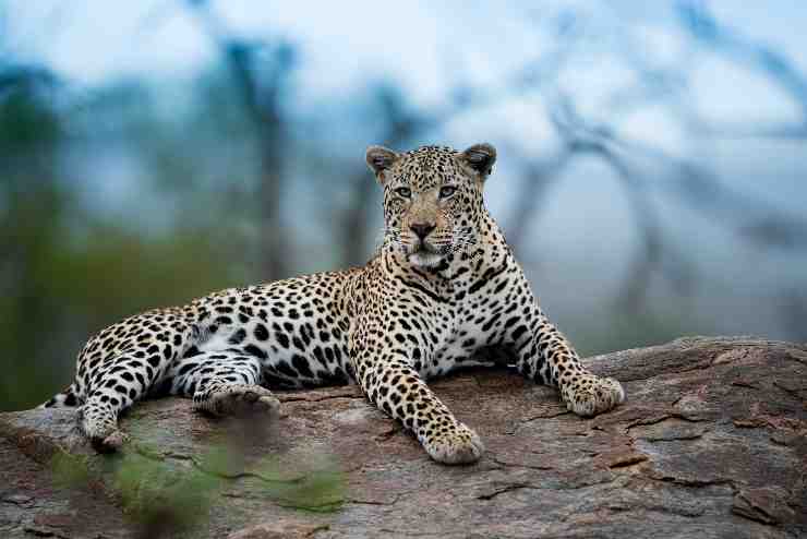 entra un leopardo VIDEO