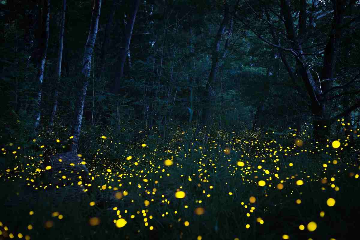 perché le lucciole sono luminose?
