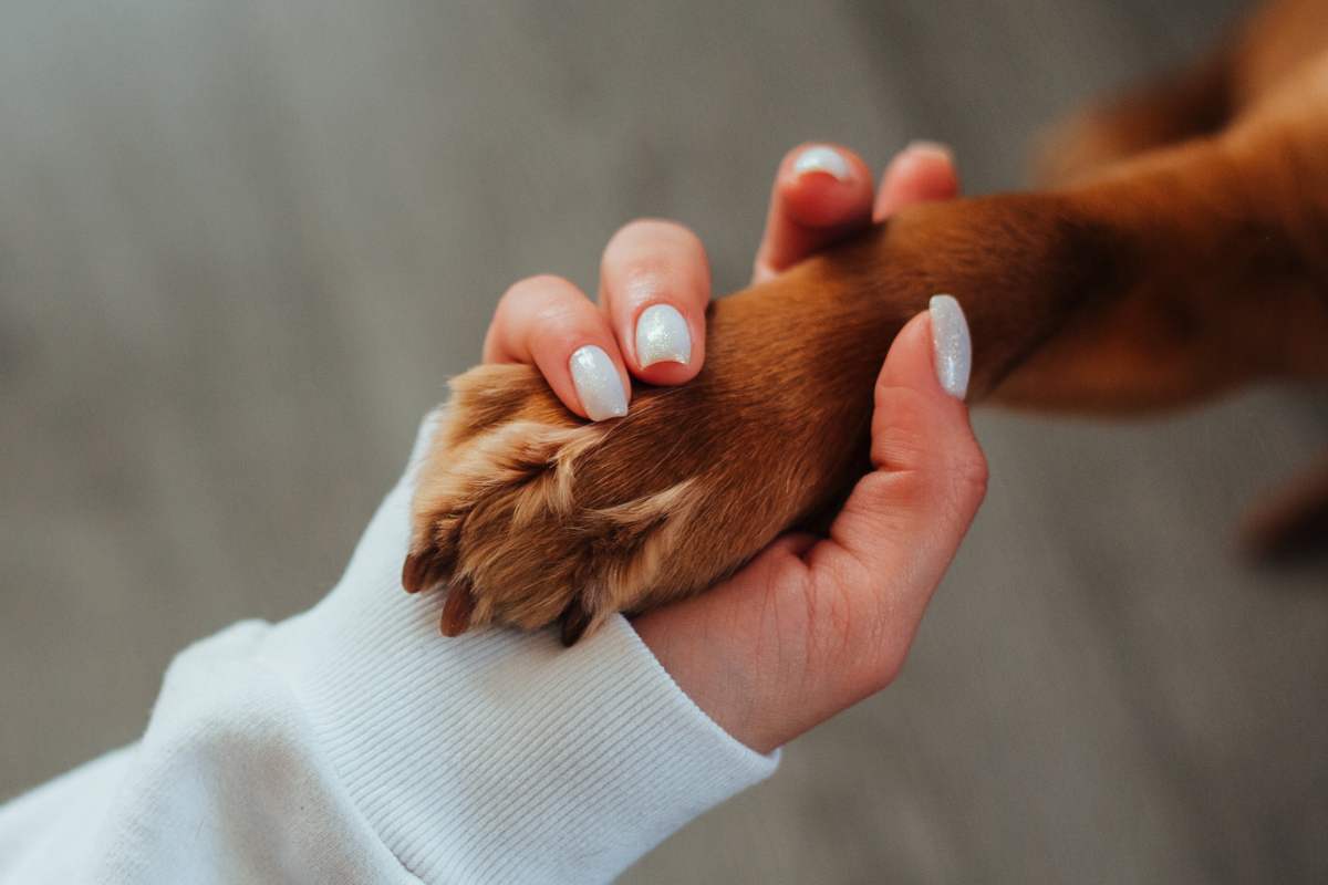 salva la cagnolina dalla strada