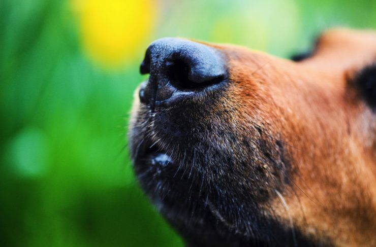 Falsi miti su cani e gatti: tutte le curiosità sui loro comportamenti