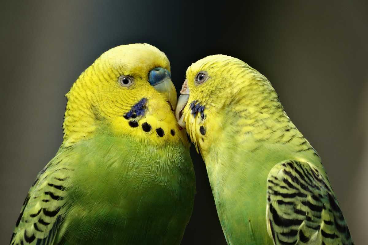 È ufficialmente allarme invasione per i pappagalli verdi