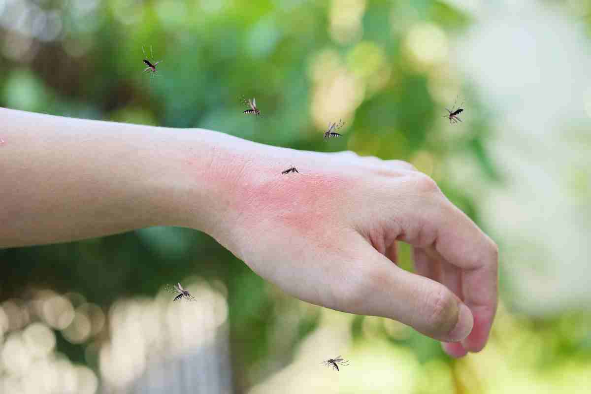 Punture di zanzare, rischio contagio