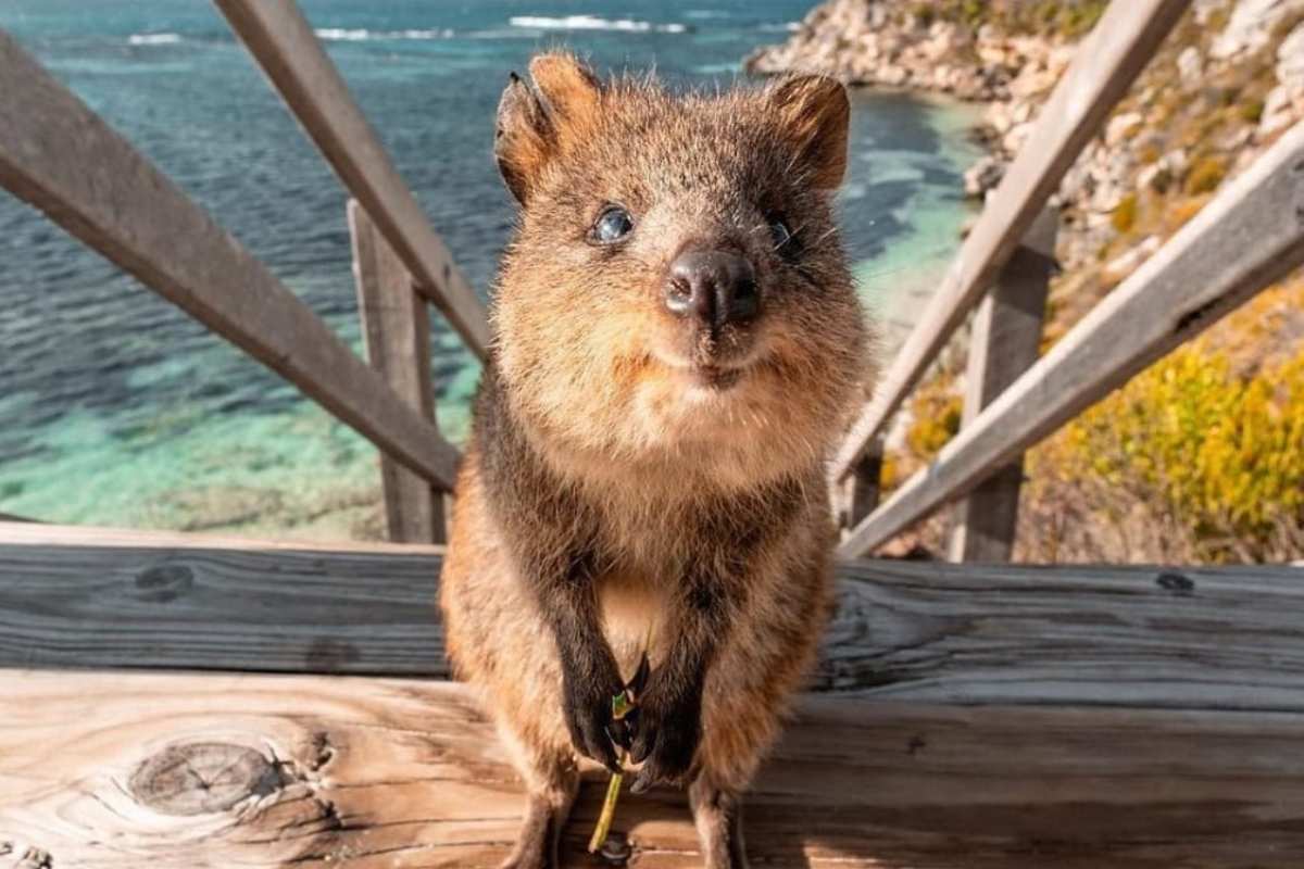 il quokka è pericoloso