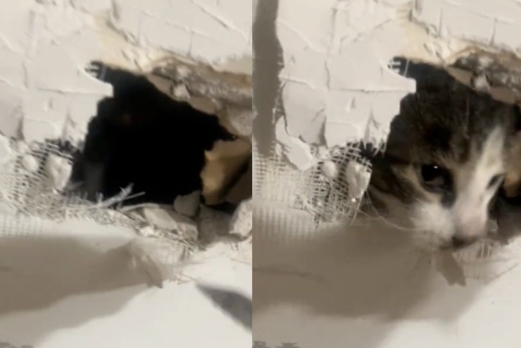 Gatto intrappolato nel muro