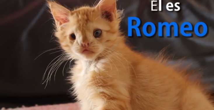 romeo gatto adottato