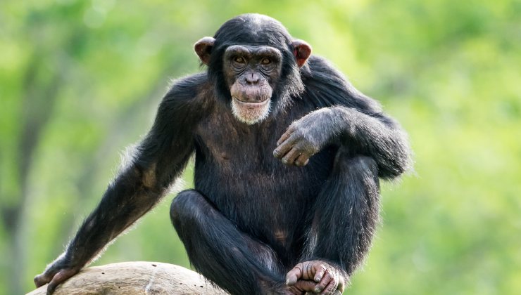 Scimpanzé, come ha reagito dopo la liberazione