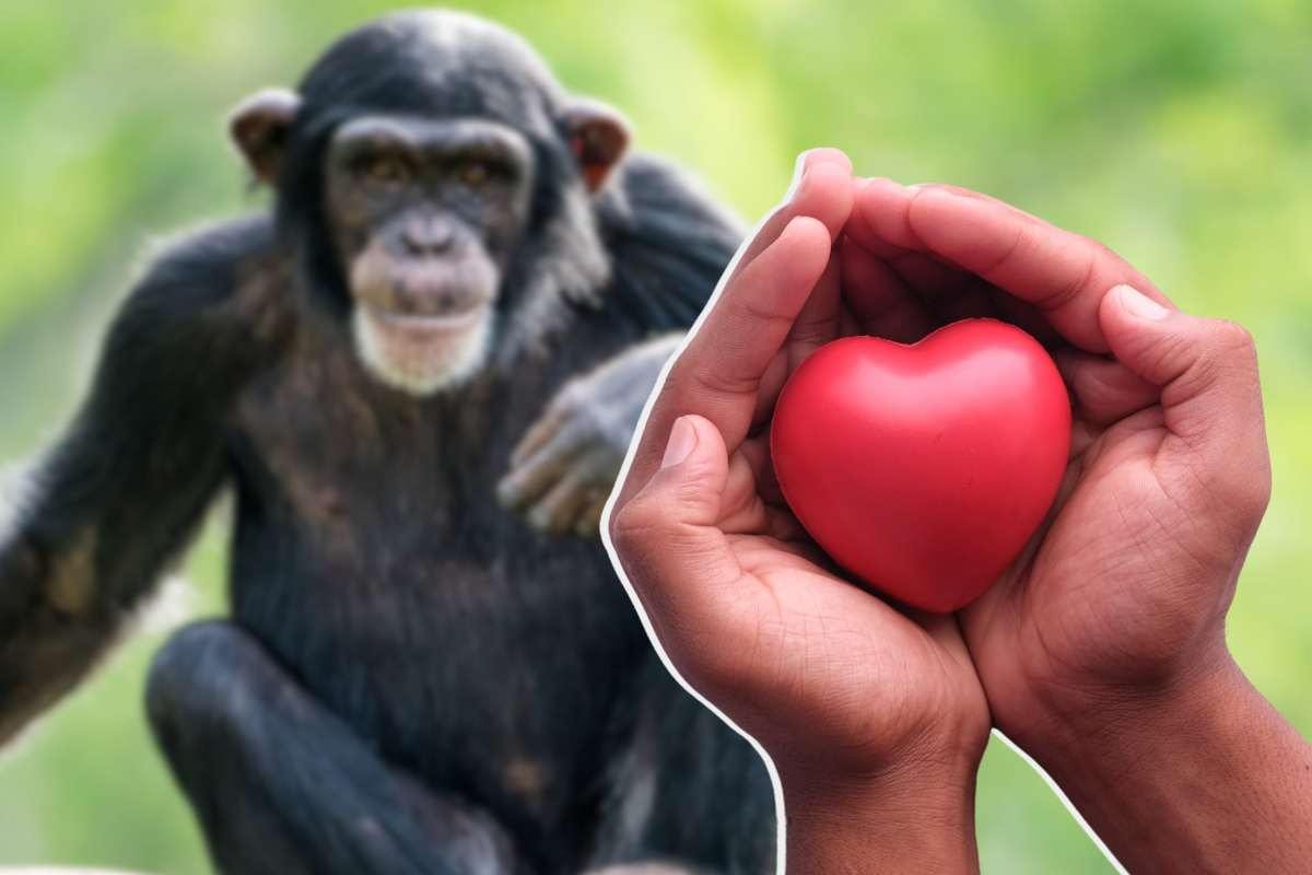 Scimpanzé liberato dopo terapie: cosa è successo