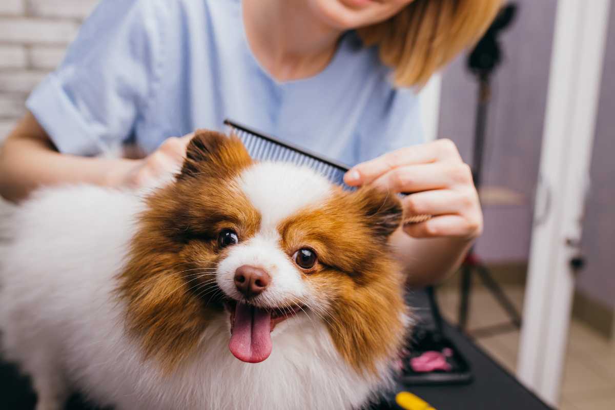 tosatura del cane pro e contro