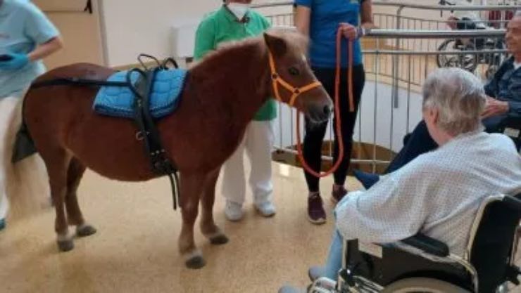 Trilli è un pony che fa da dottoressa in ospedale