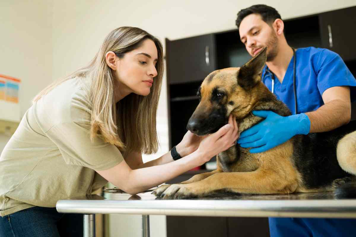 Cani e gatti intolleranze alimentari