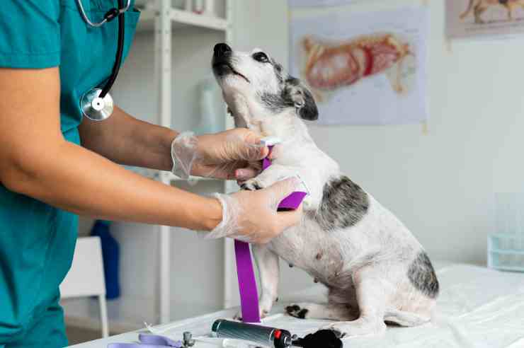 perdita del pelo nel cane