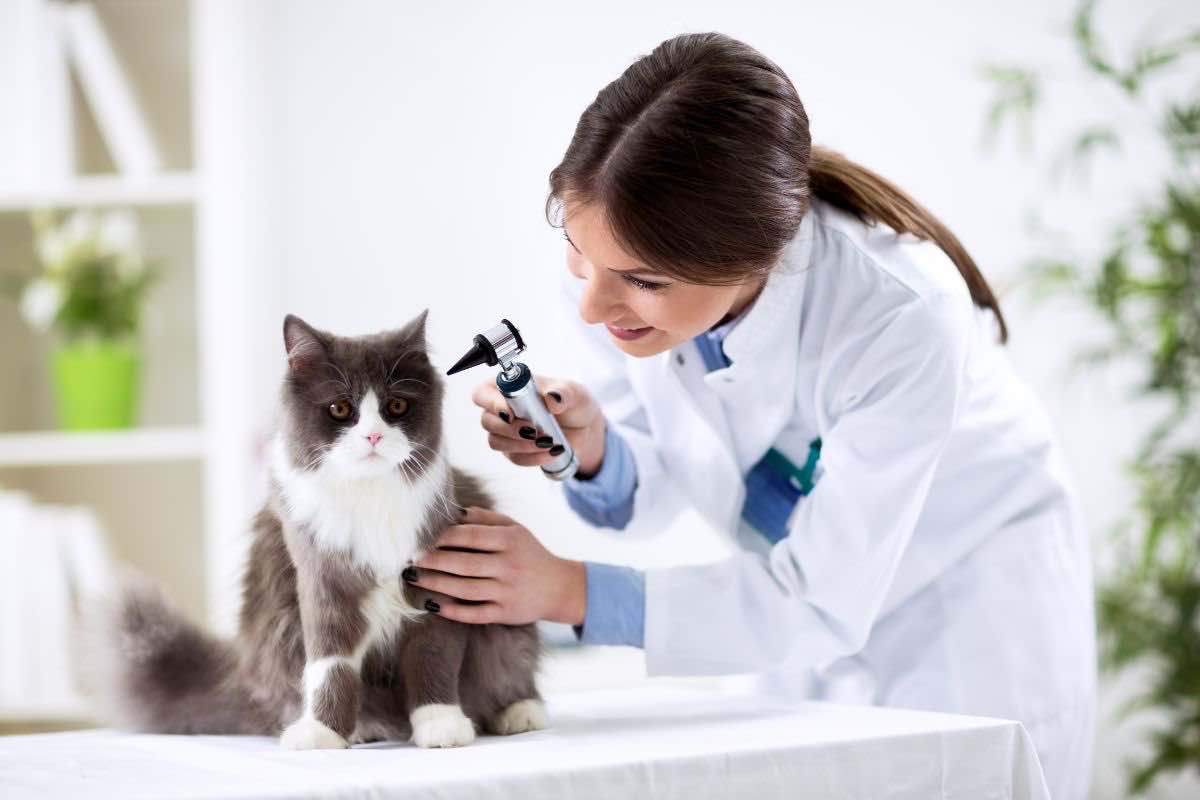 spese veterinario bonus 2024