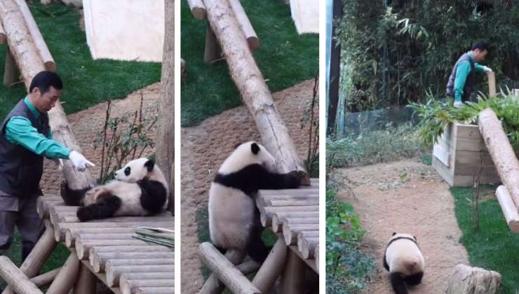 cucciolo di panda video