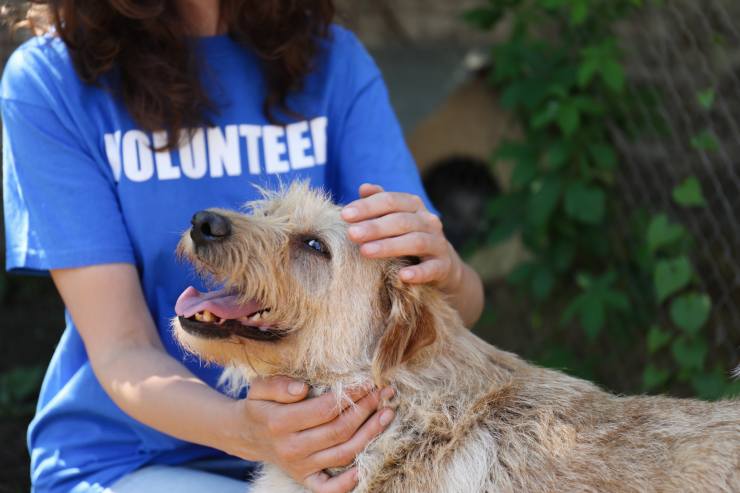 azienda funebre cani e gatti