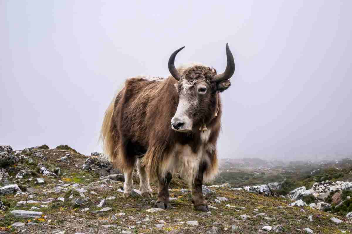 l'animale da cui viene realizzato il latte di yak