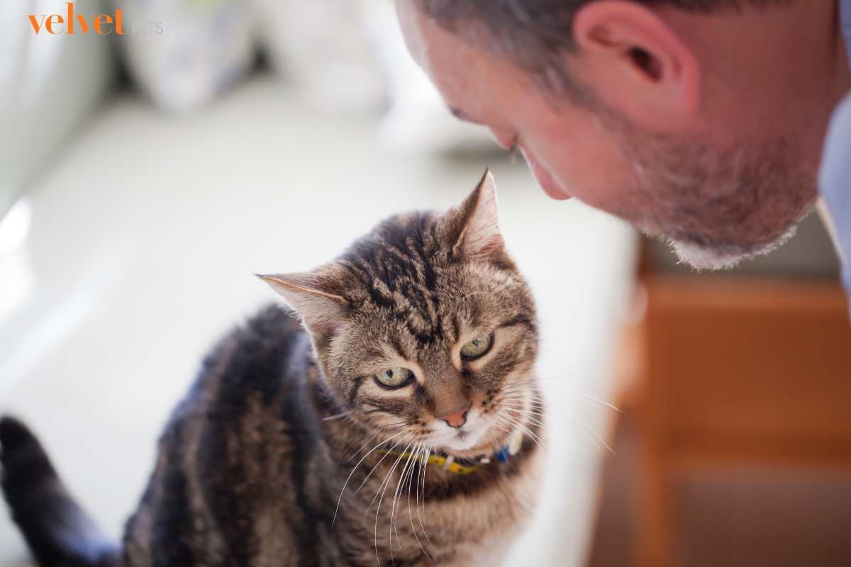 Uomo che sussurra qualcosa al gatto