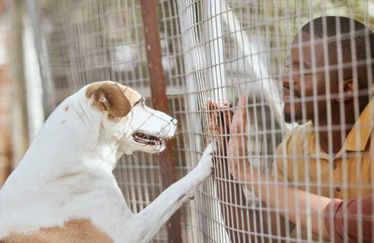 cane da adottare
