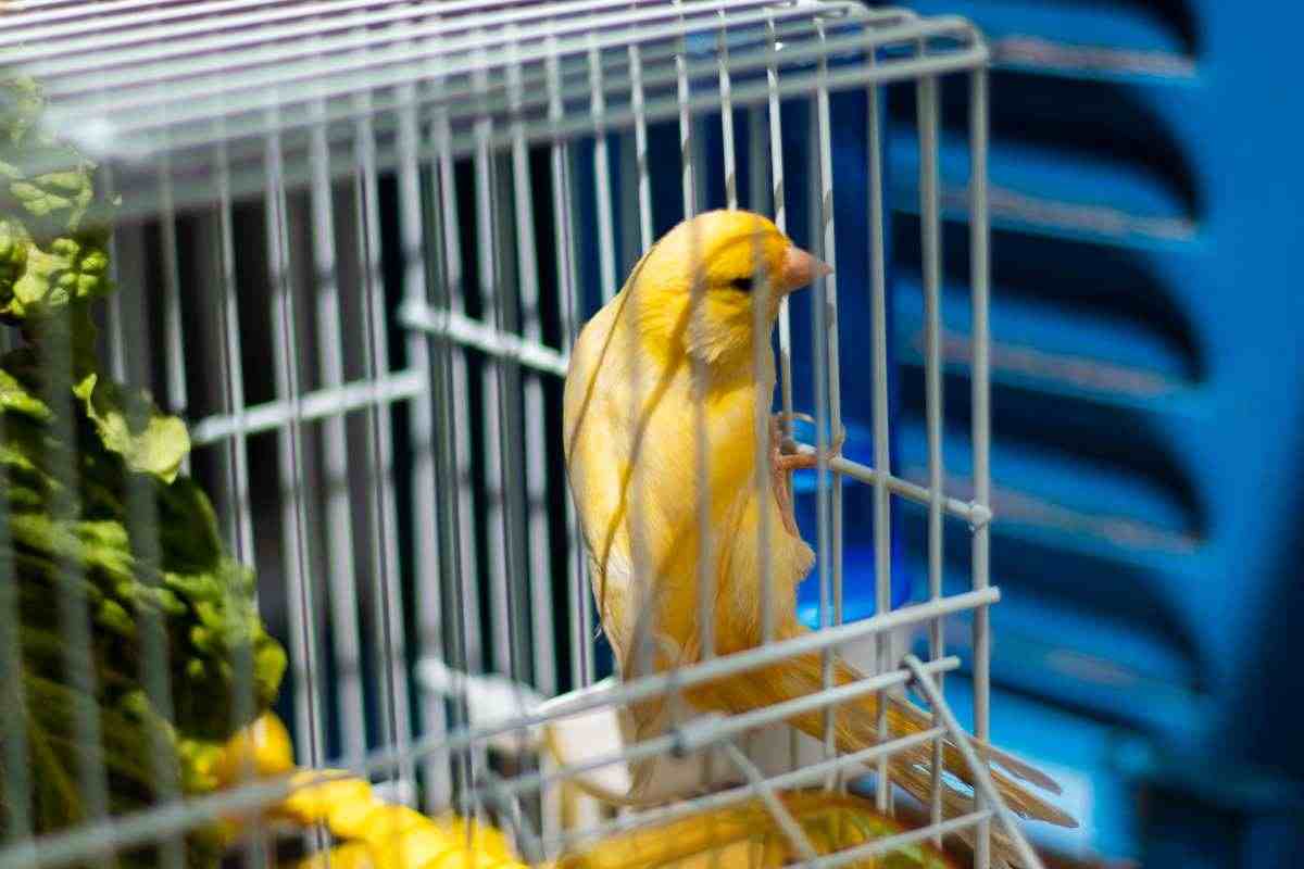 canarino giallo in gabbia
