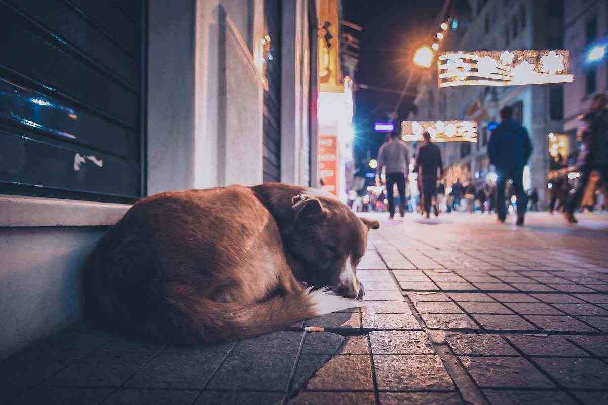 cane da solo in strada